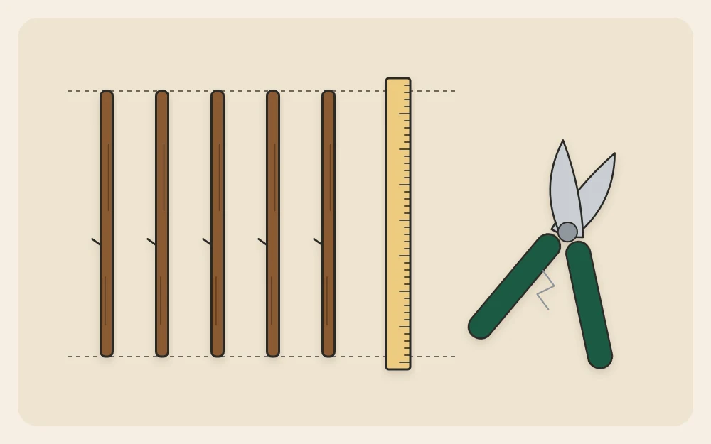 Five twigs of equal length laid side by side next to a ruler and a pair of garden snips